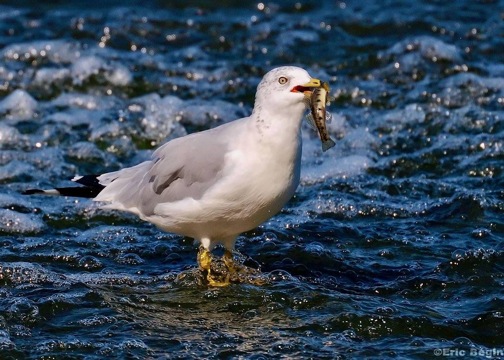 Fishing Ring-billed Gull by Eric Bégin is licensed under CC BY-NC-ND 2.0.